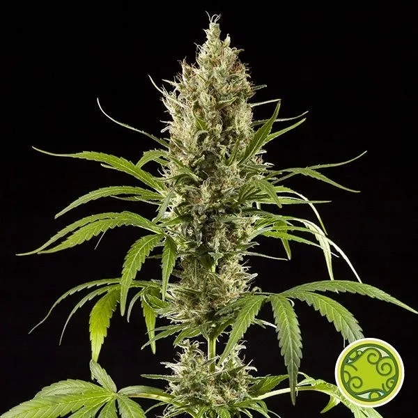 Easy Haze