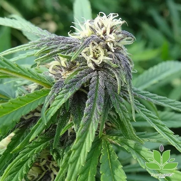 Easy Sativa