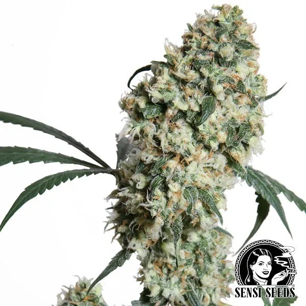 Ed Rosenthal Super Bud regular