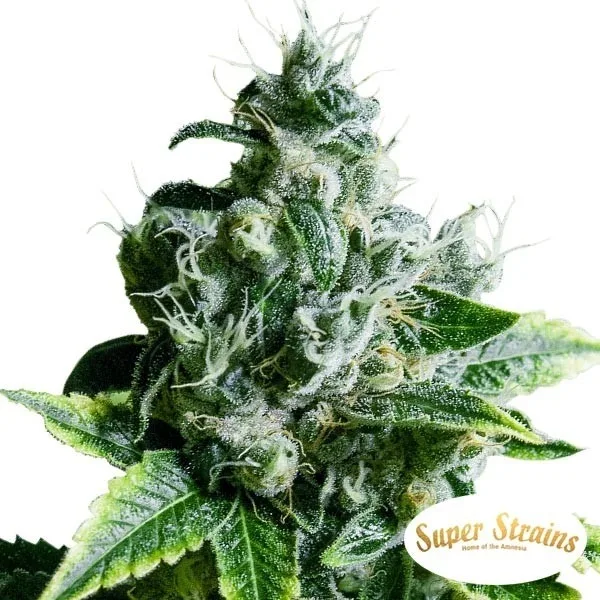 Eden CBD