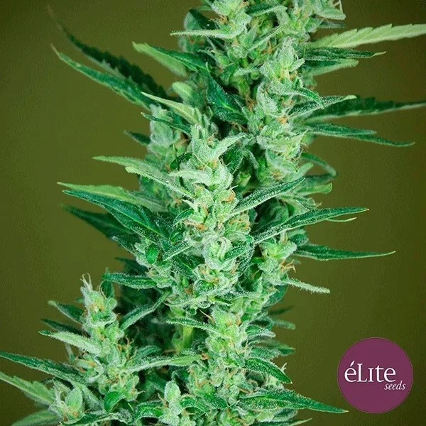 Élite 47 Auto