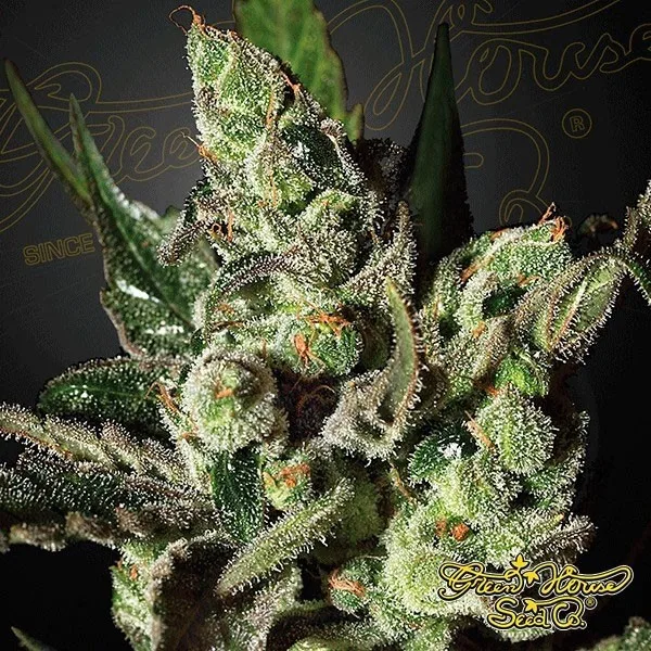 Exodus Cheese