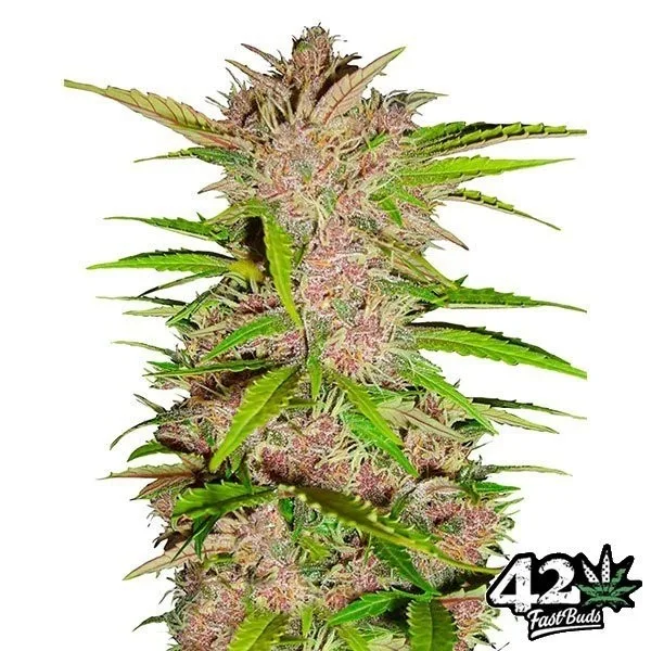 Fastberry Auto