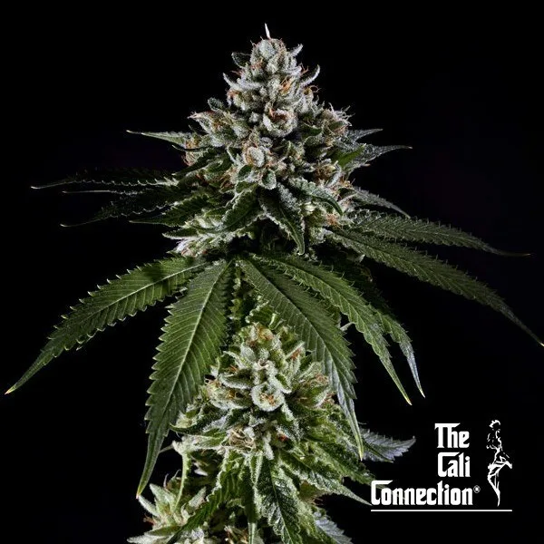 Fire OG