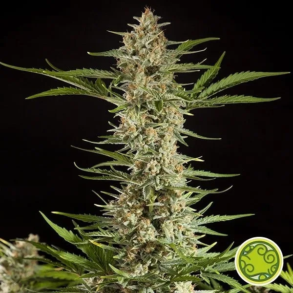 Fraggle Skunk Auto