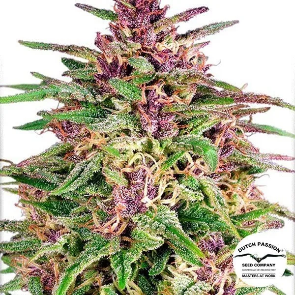Frisian Dew
