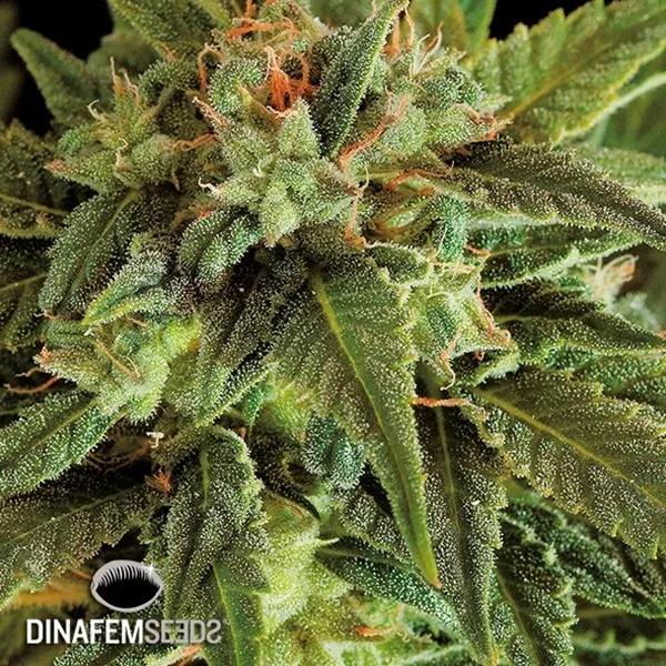 Fruit Autoflowering