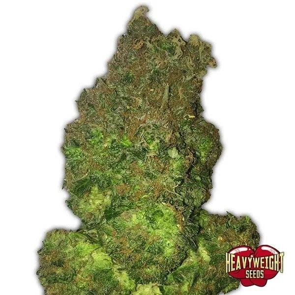 Fruit Punch Auto