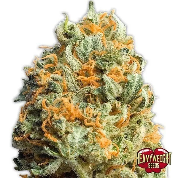 Fully Loaded Auto
