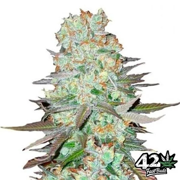 G14 Auto