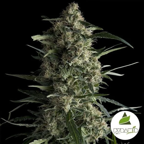 Galaxy CBD