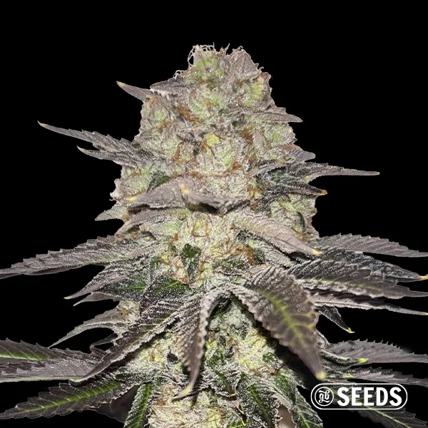 Gelato Regular