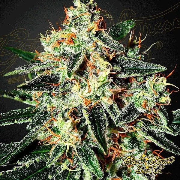 GH Cheese