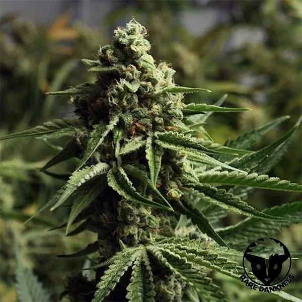Ghost Train Haze