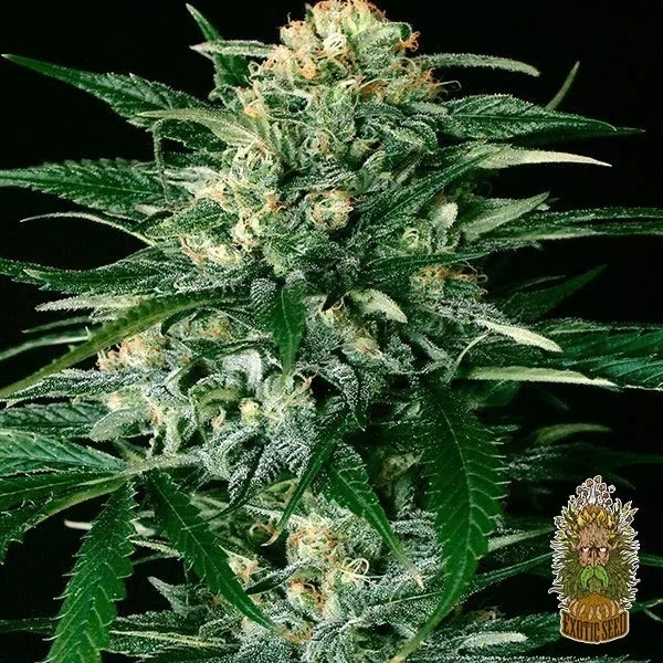 Gipsy Widow