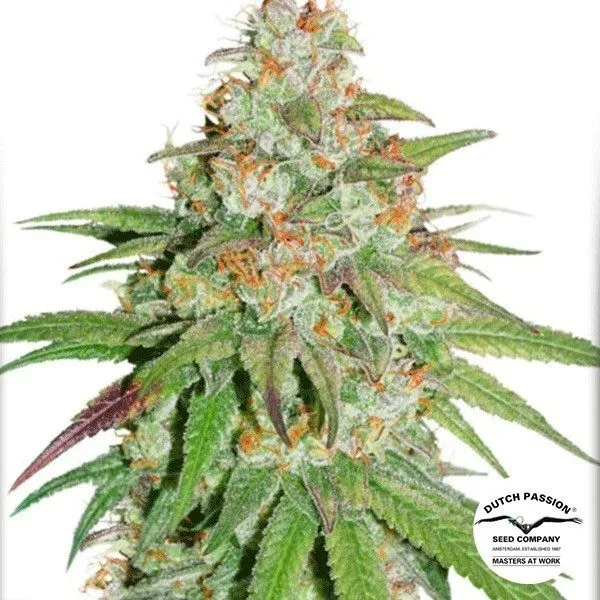 Glueberry OG