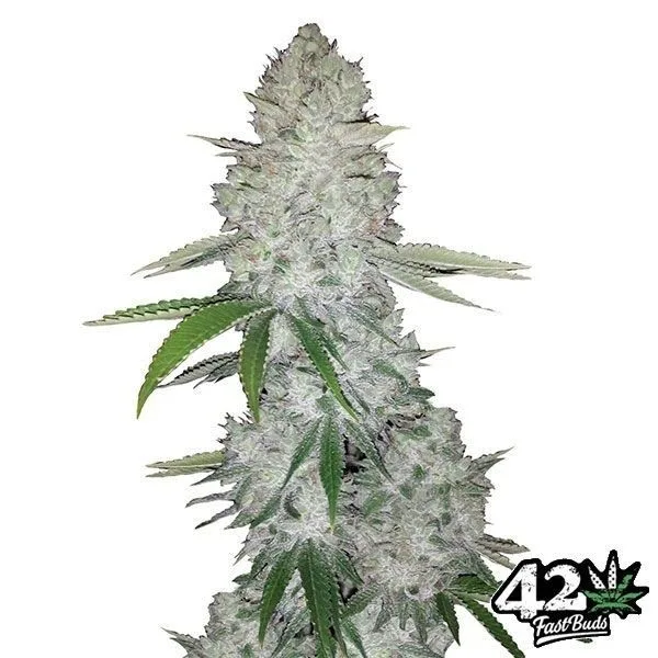 Gorilla Auto