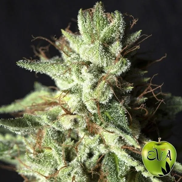 Gorilla Candy