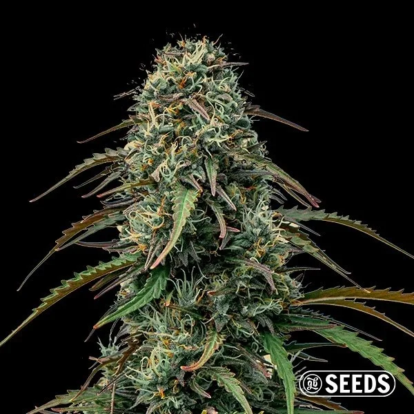 Grape Gas