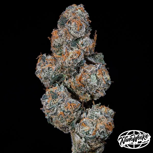 Grape Squeeze