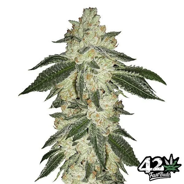 Green Crack Auto
