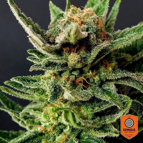 Gypsy Kush