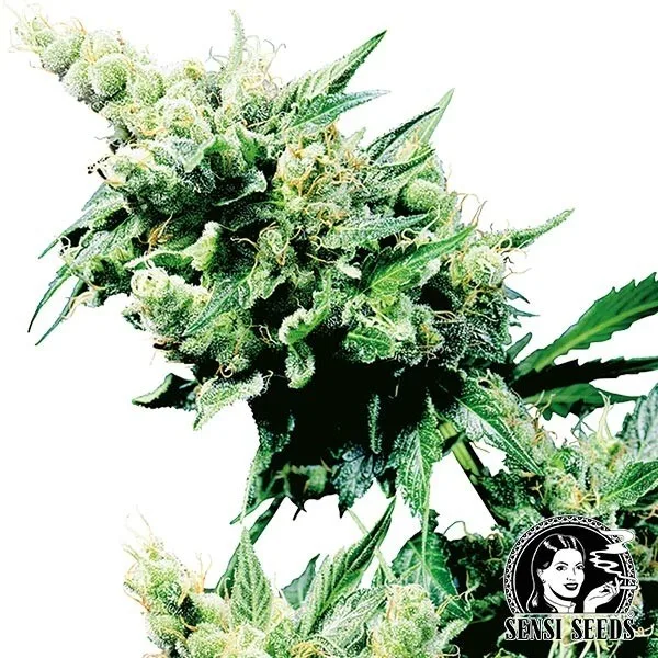 Hash Plant regular