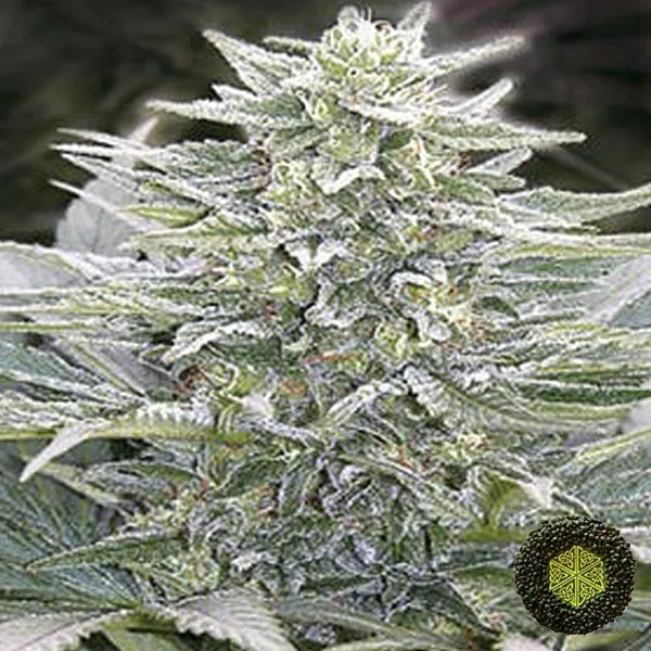 Hashberry