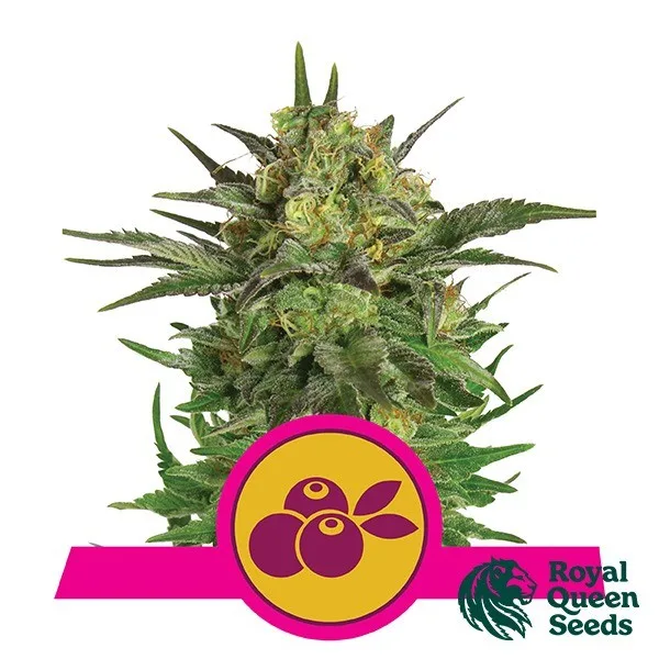 Haze Berry