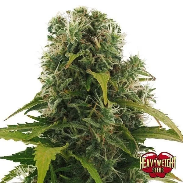 High Density Auto