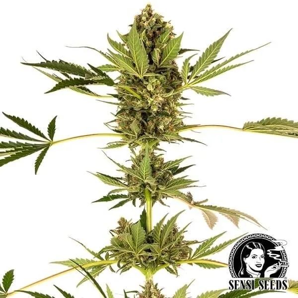 Himalayan CBD