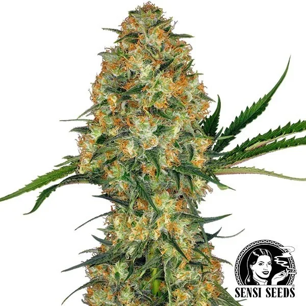 Hindu Kush Regular