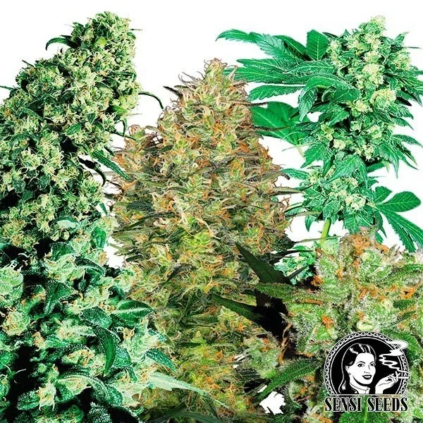 Indoor Mix regular