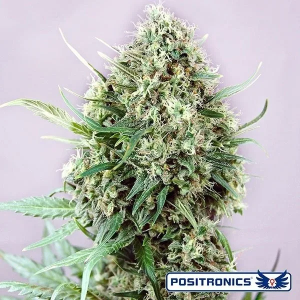 Jack Diesel