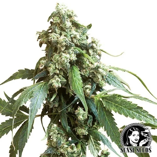 Jack Flash regular
