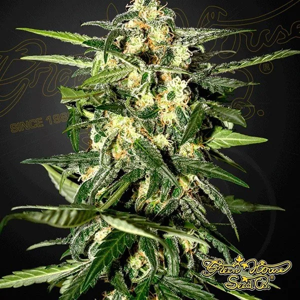Jack Herer Auto