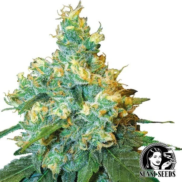 Jack Herer regular