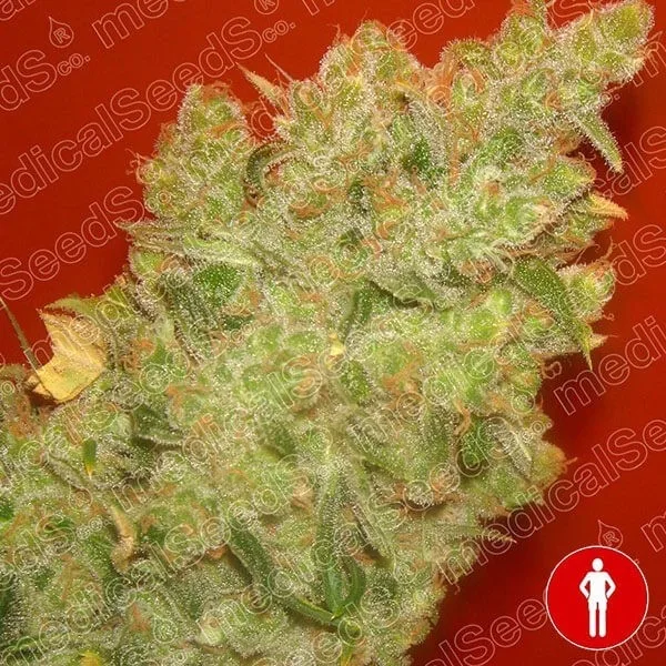 Jack la Mota