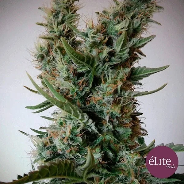 Jack Ultra CBD