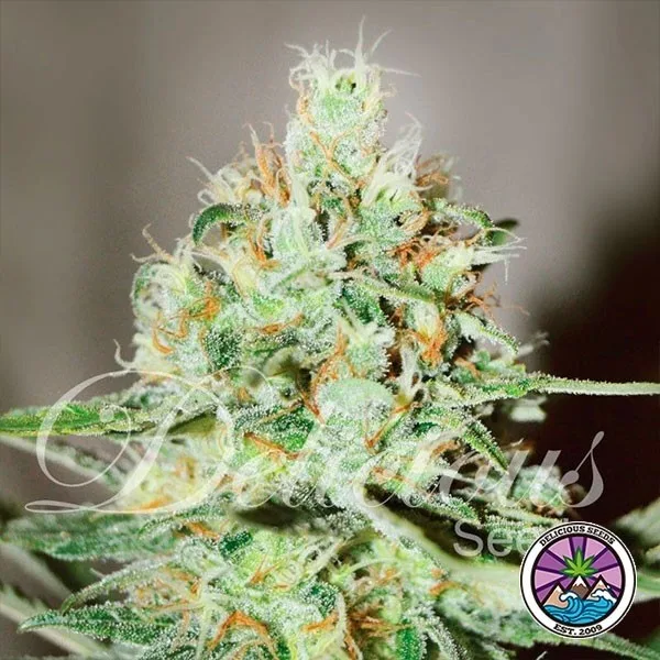 Jägg Kush