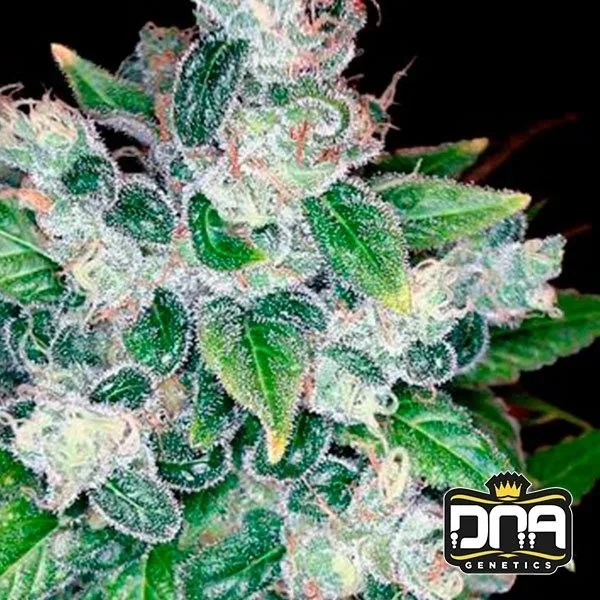 Kandy Kush