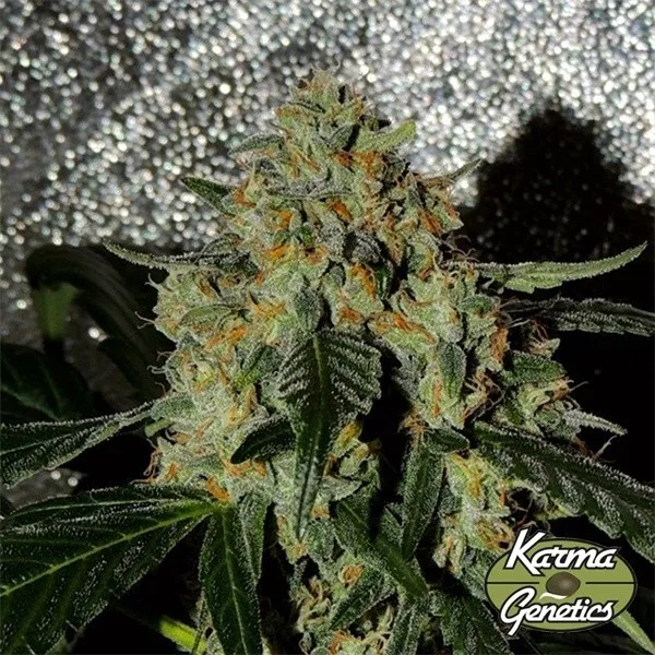Karma OG Jack