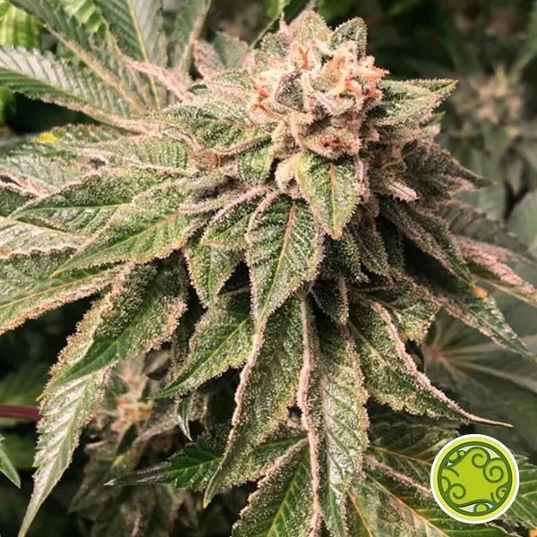 Key Lime Pie x Do-Si-Dos