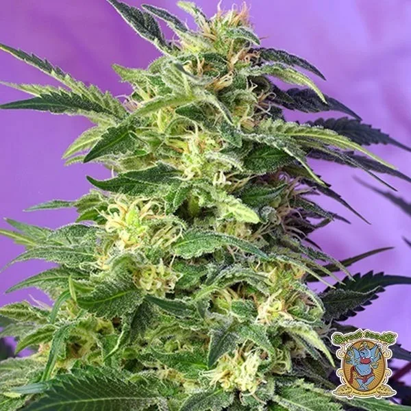 Killer Kush Auto