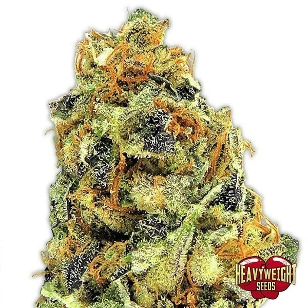 KO Kush