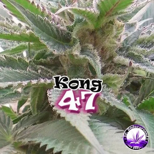 Kong 47