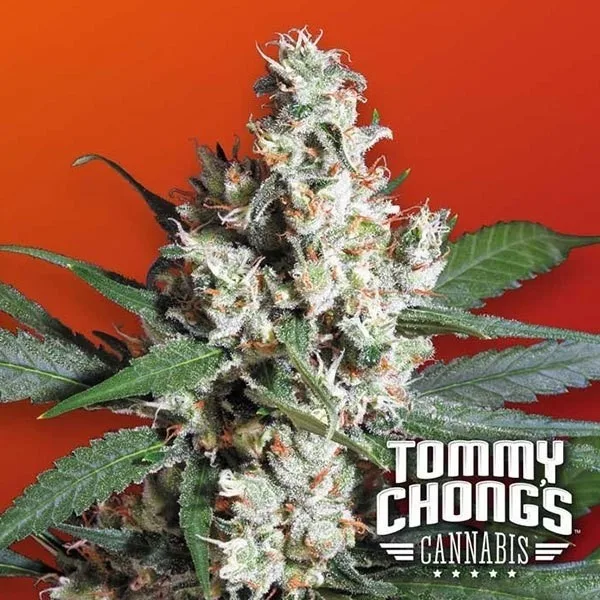 L.A. Amnesia