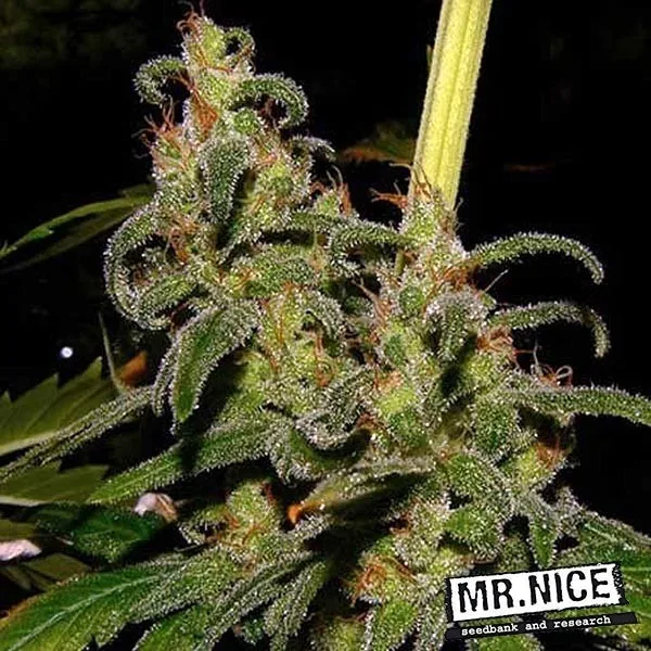 La Niña regular