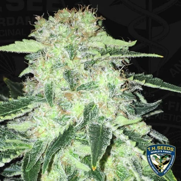 La S.A.G.E. CBD