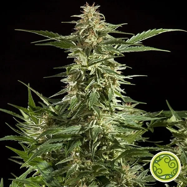 Lemon Auto CBD